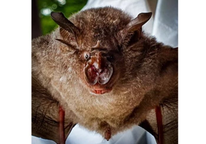 foto de morcego em primeiro plano com a boca aberta - Metrópoles
