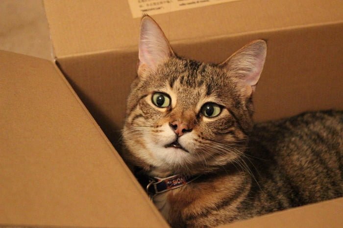 Gato dentro de caixa de papelão
