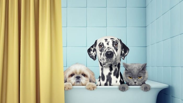 Dois cachorros e um gato dentro de uma banheira, como se fossem tomar banho
