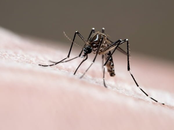 Foto de um mosquito Aedes aegypti em cima de uma pele humana- Metrópoles