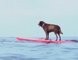 rj familia surf dog
