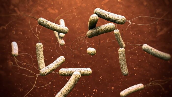 imagem microscópica de bactérias da cólera