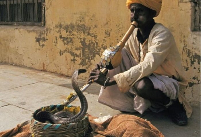 Homem encantador de cobras balança um pungi (um instrumento de sopro) - Metrópoles
