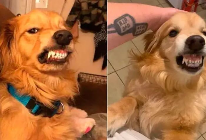 Cachorro golden retriever caramelo mostrando os dentes - Metrópoles