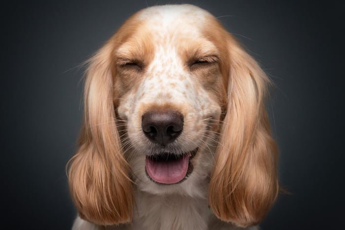 Imagem colorida mostra cachorro "sorrindo" - Metrópoles