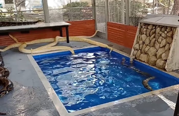 cobras banham em piscina