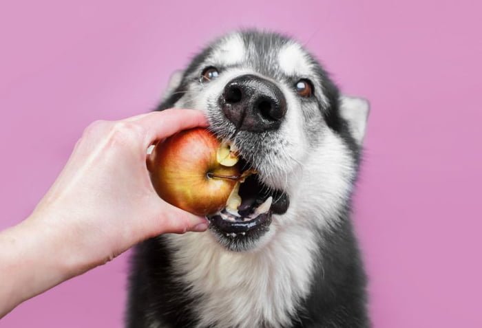 cachorro comendo maça - Metrópoles