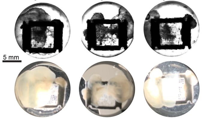 Imagem mostra os mini-cérebros criados artificialmente em duas escalas distintas - Metrópoles