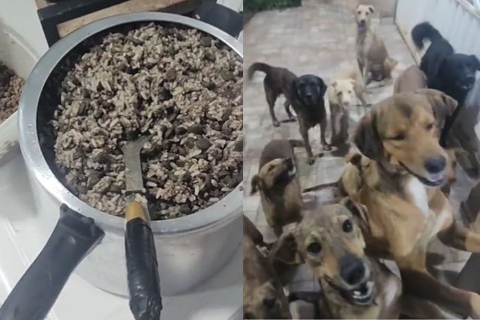Na foto, um panela cheia de comida e vários cães no portão de uma casa - Metrópoles