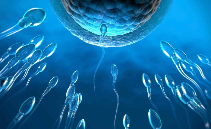 Ilustração mostra espermatozoides nadando em direção ao óvulo no processo de fertilização - infertilidade