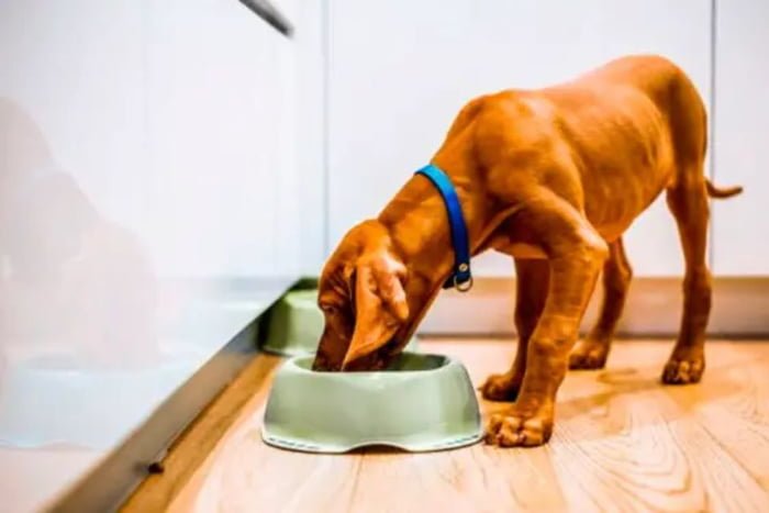 Cachorro marrom comendo ração de coleira azul - Metrópoles
