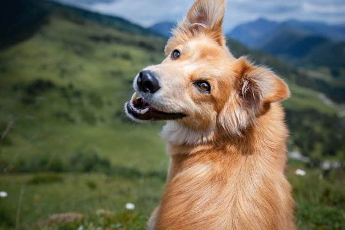 Cachorro caramelo olhando para foto sorrindo com as orelhas em pé
