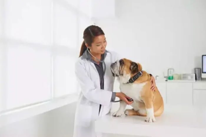Cachorro marrom no veterinário em cima da maca com a Doutora