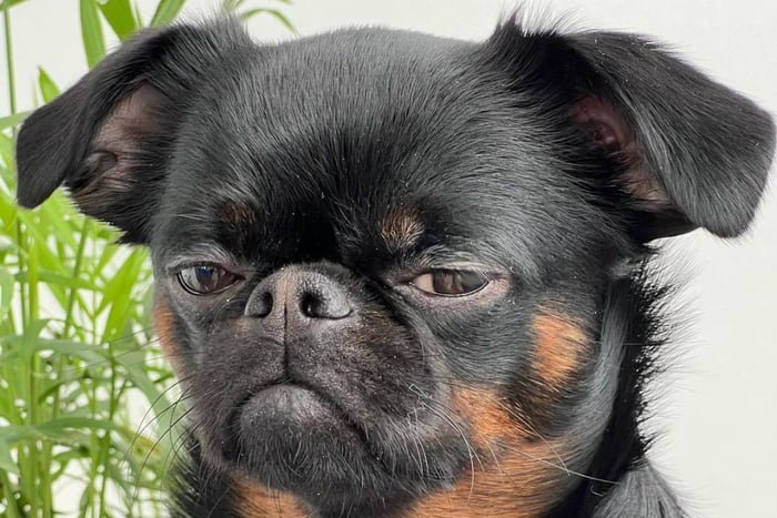 Foto colorida de um cachorro de pelagem preta - Metrópoles