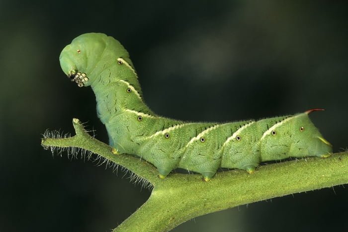 Imagem colorida mostra lagarta verde em galho - Metrópoles