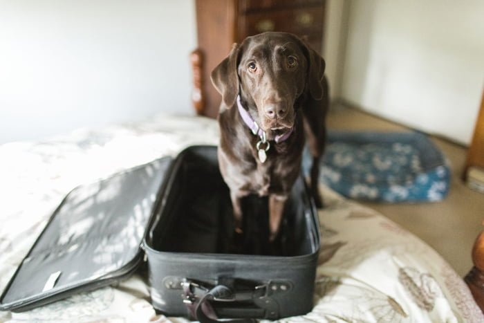 cachorro preto dentro de uma mala