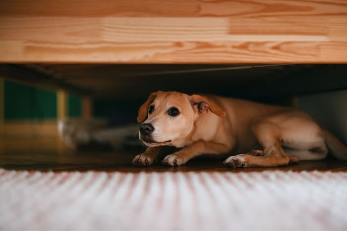 cachorro escondido debaixo de um móvel