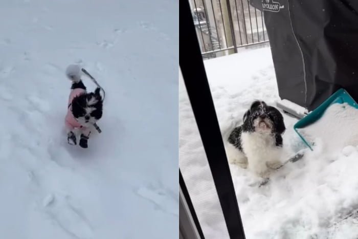 Foto colorida de uma cadela na neve - Metrópoles
