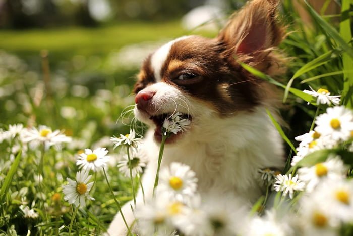 Foto colorida de um cachorro comendo planta - Metrópoles