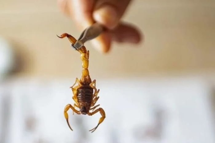 Imagem colorida de um escorpião sendo sustentado por uma pinça