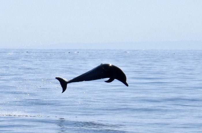 Foto colorida de golfinho no mar - Metrópoles