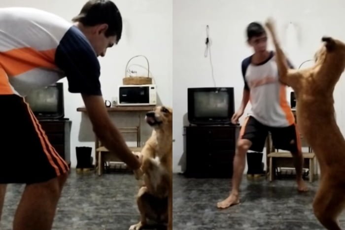 Foto colorida de uma cadela e um homem lutando capoeira - Metrópoles