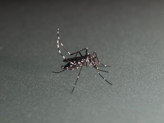 Imagem colorida de mosquisto da dengue - Metrópoles