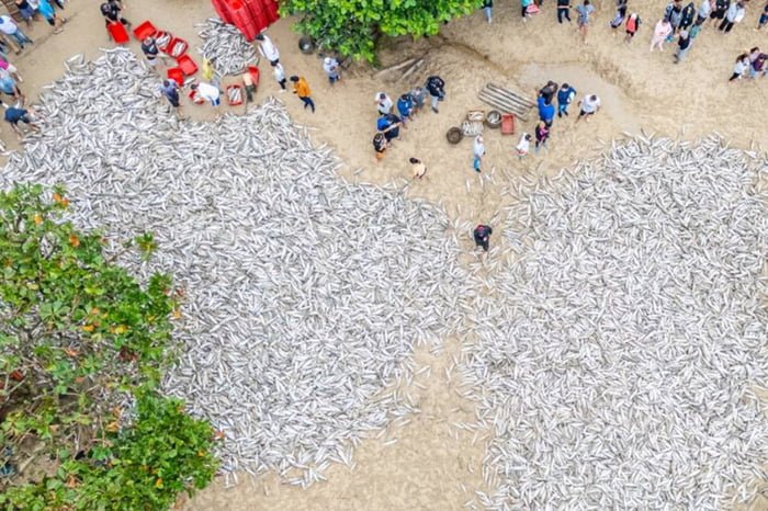Foto aérea mostra milhares de tainhas em praia de SC