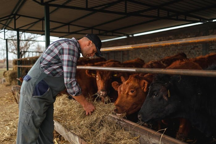Foto de homem fazendeiro junto a gado leiteiro - Metrópoles