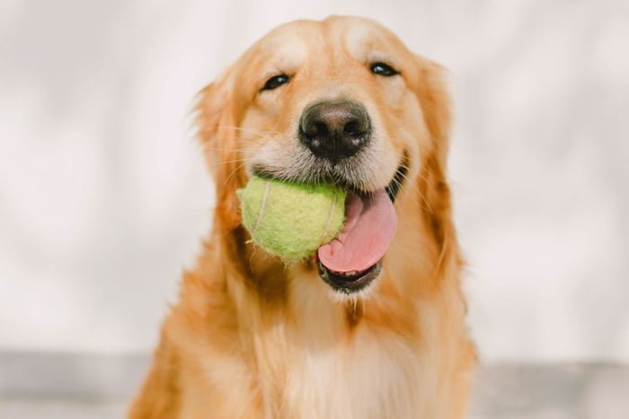 Cachorro segurando uma bolinha na boca