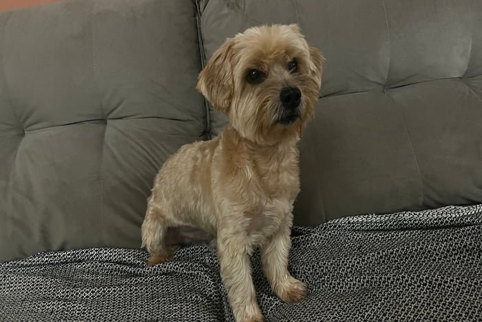 Foto de cachorro da raça lhaso em sofá