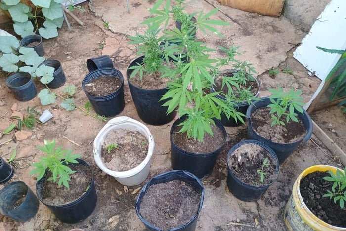 Polícia Ambiental apreendeu vasos de cannabis em Álvares Machado (SP)