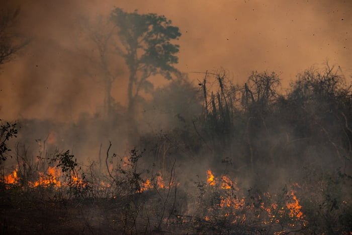 Chamas queimando uma área florestal do Pantanal
