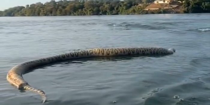 imagem colorida. Cobra gigante boiando no Rio Tocantins