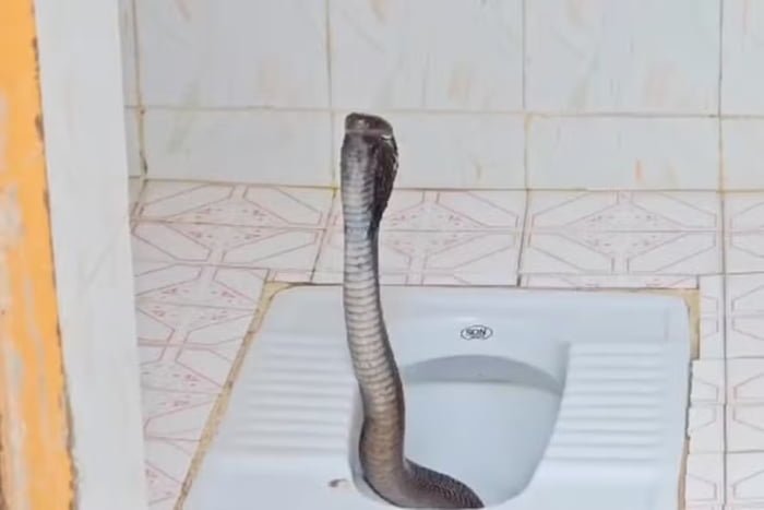 Imagem colorida de cobra-real no vaso saniério - Metrópoles